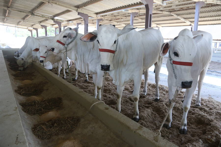 De acordo com os dados, o crédito destinado à atividade de bovinocultura atingiu R$ 17,2 milhões este ano