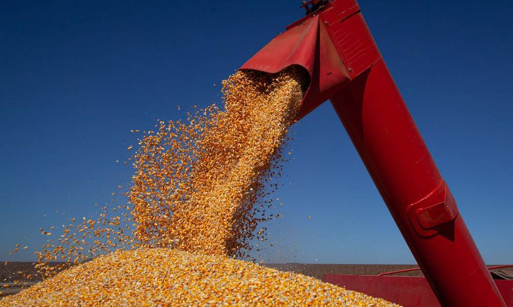 Produção alagoana de milho atingiu 61,2 mil toneladas no ano passado, segundo o IBGE