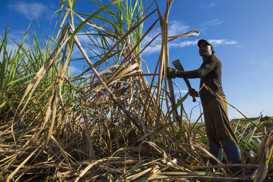 A cana-de-açúcar foi responsável por 45,3% do total de valor da produção agrícola em AL