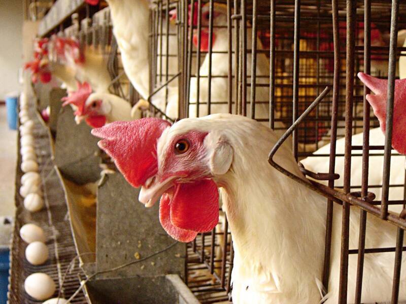 O efetivo de galináceos somou 1,5 bilhão de cabeças, 1,5% maior que no ano anterior