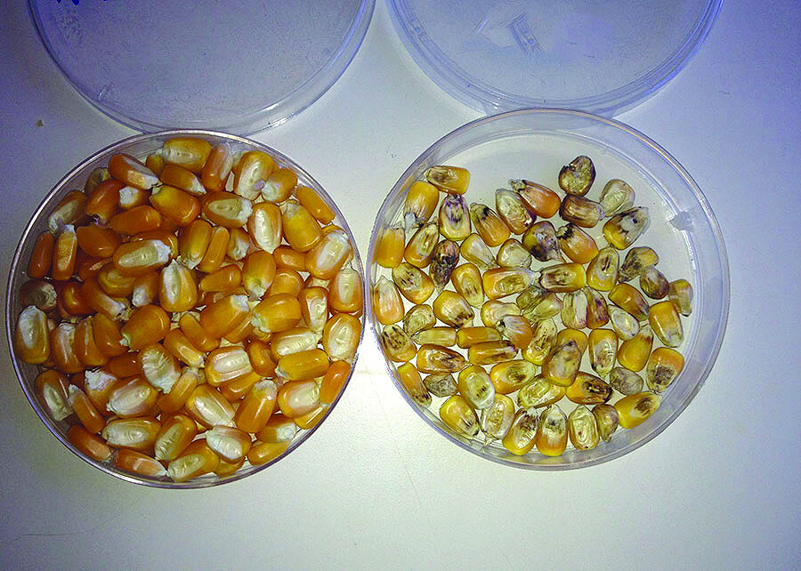 Pesquisadores selecionam híbridos de milho com menor incidência de fumonisinas em grãos