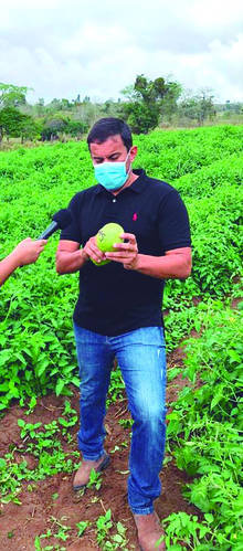 /Produtor Humberto Cavalcante desenvolveu lavoura com super tomates em uma área de quatro tarefas de terra